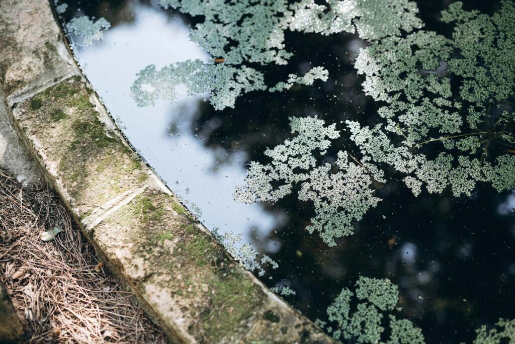 Algae