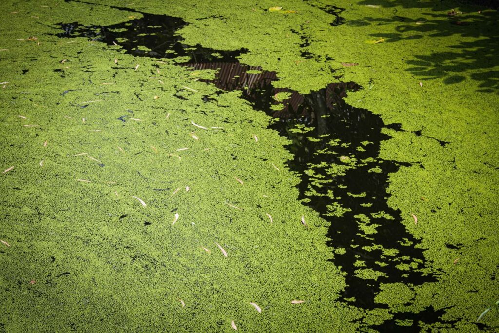 Algae