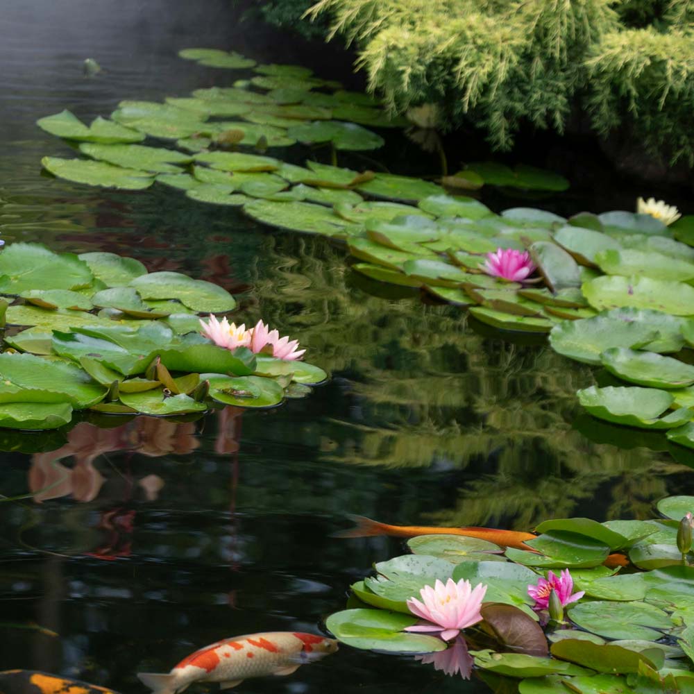 Pond and Water Feature Specialist - Pond Lilies and koi fish