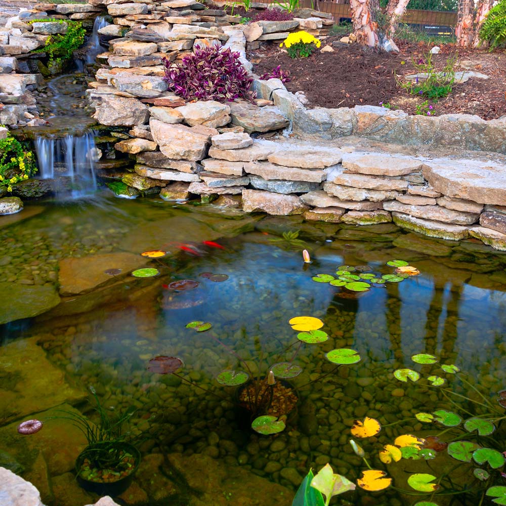 waterfall and pond with fish