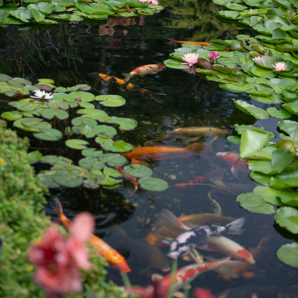 Koi Pond and water lilies