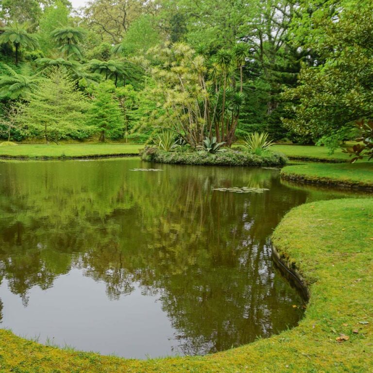 Pond with grass