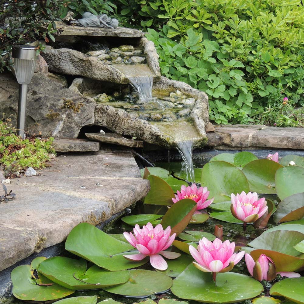 Fountain with lilies