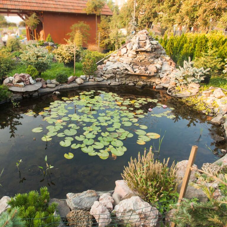 Pond Cleanout
