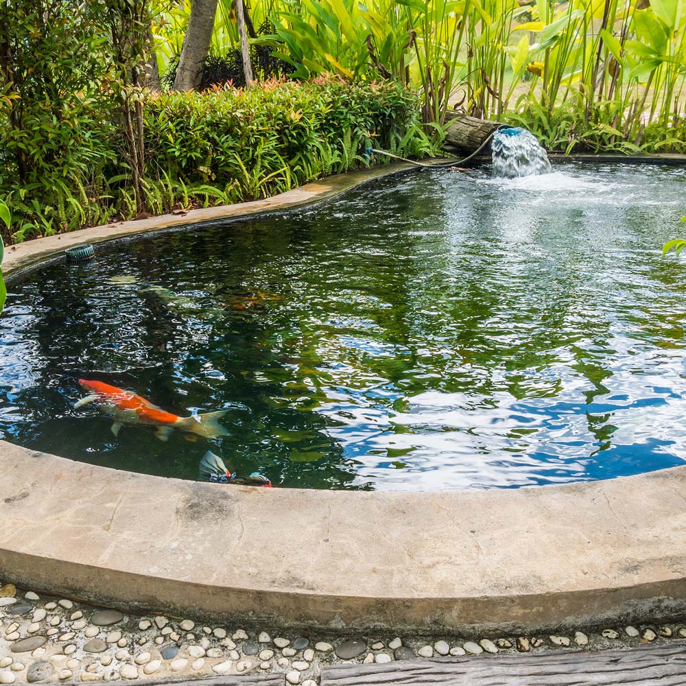 Fish in pond