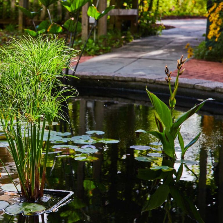 Pond Maintenance