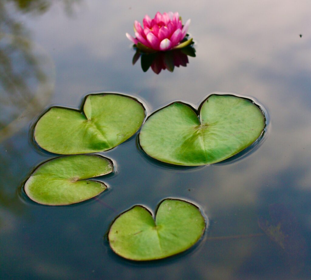 water lily